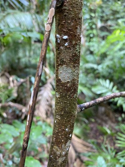 Cryptocarya oblata, photographed by Greg Tasney