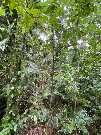Cryptocarya oblata, photographed by Greg Tasney