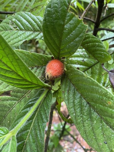 Atractocarpus hirtus, photographed by Greg Tasney