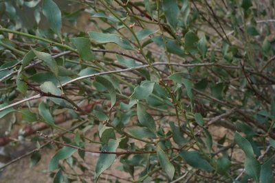 Daviesia latifolia, photographed by Ben Fisher