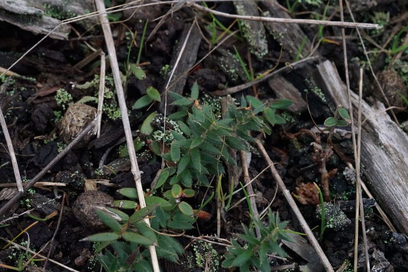 Acrotriche prostrata, photographed by Ben Fisher