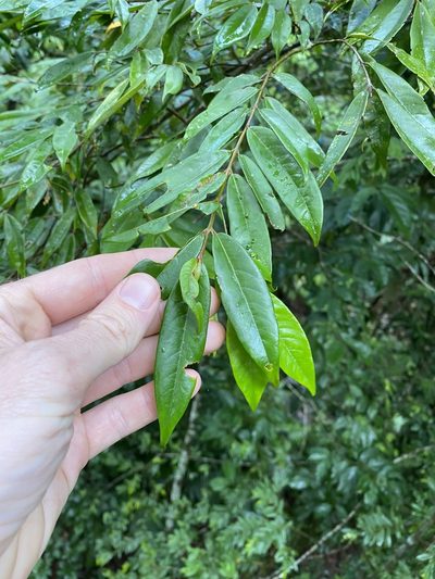 Aceratium megalospermum, photographed by Greg Tasney