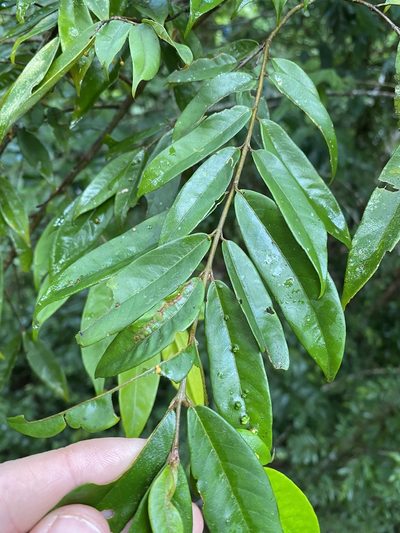Aceratium megalospermum, photographed by Greg Tasney