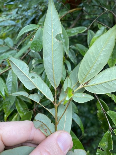 Aceratium megalospermum, photographed by Greg Tasney