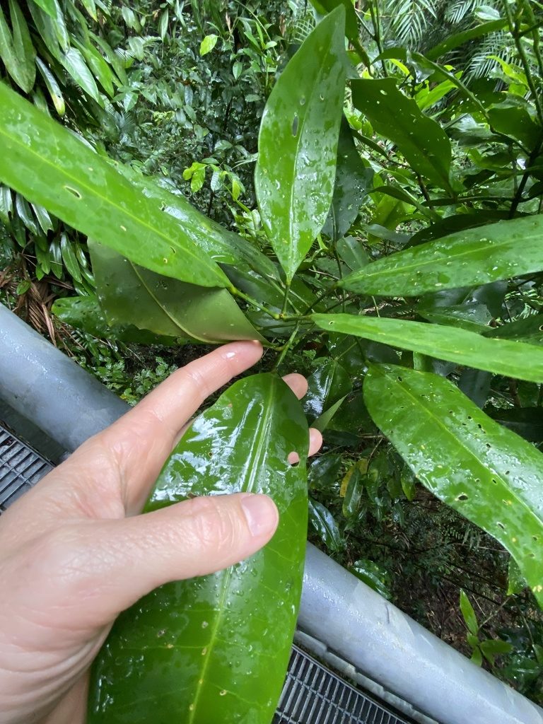 Medicosma fareana, photographed by Greg Tasney
