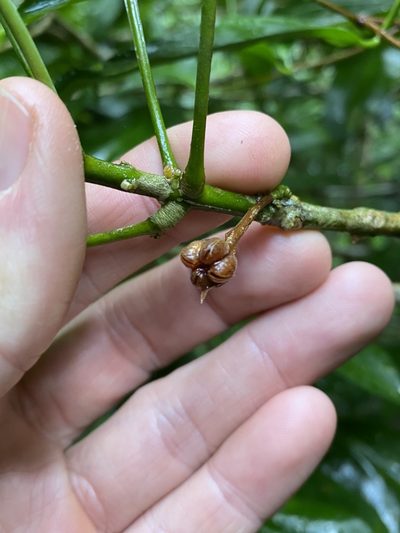 Medicosma fareana, photographed by Greg Tasney