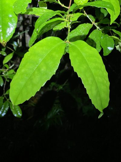 Doryphora aromatica, photographed by Greg Tasney