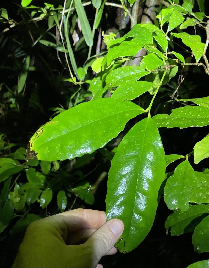 Doryphora aromatica, photographed by Greg Tasney