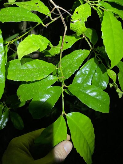 Doryphora aromatica, photographed by Greg Tasney