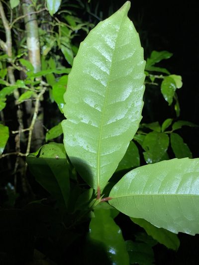 Doryphora aromatica, photographed by Greg Tasney