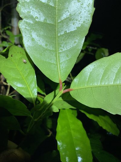 Doryphora aromatica, photographed by Greg Tasney