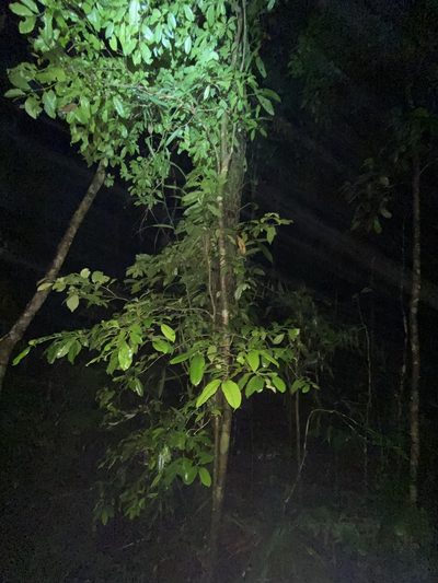 Doryphora aromatica, photographed by Greg Tasney