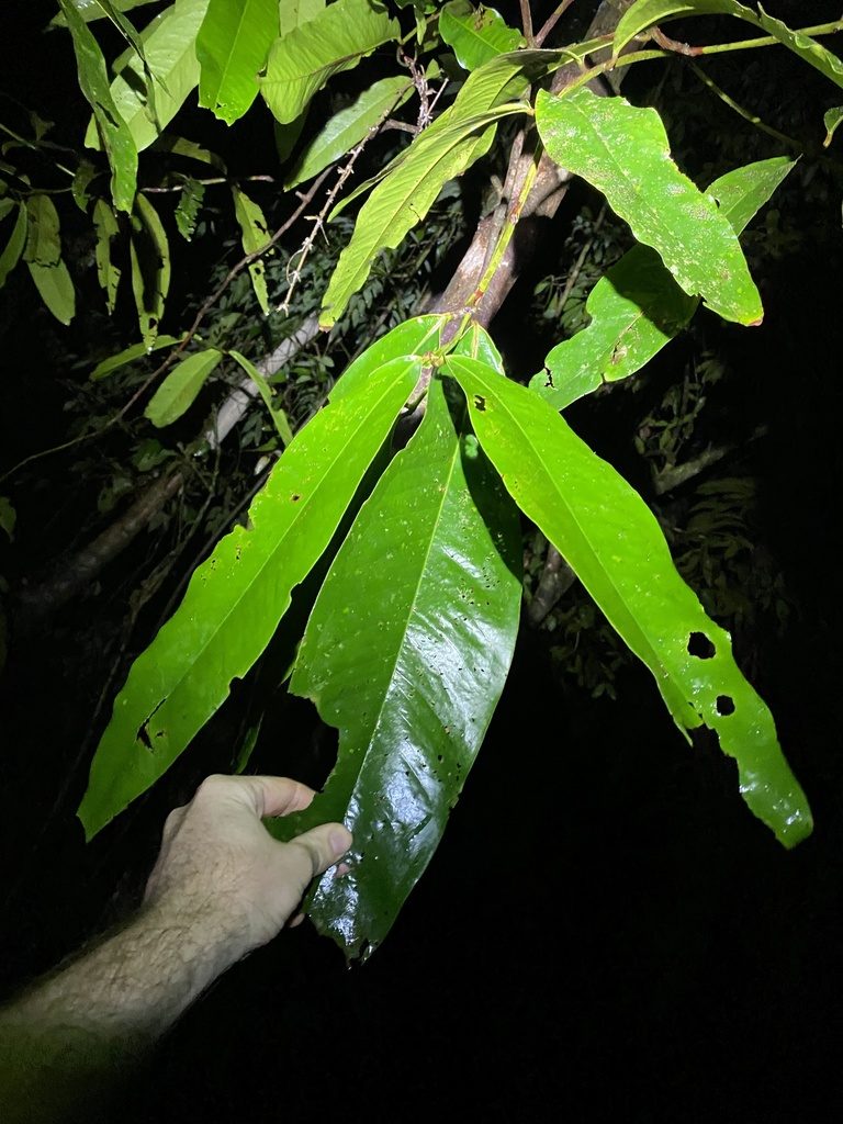 Syzygium graveolens, photographed by Greg Tasney