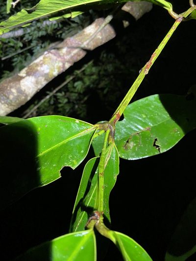 Syzygium graveolens, photographed by Greg Tasney