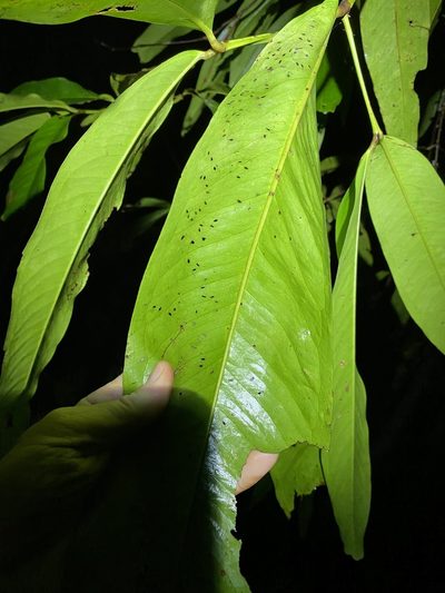 Syzygium graveolens, photographed by Greg Tasney