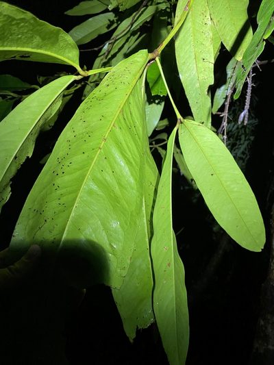 Syzygium graveolens, photographed by Greg Tasney