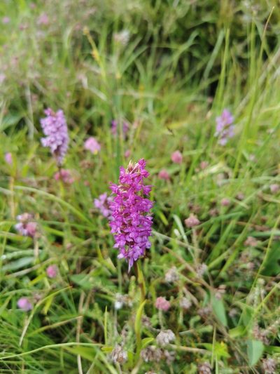 Gymnadenia borealis, photographed by Kevin