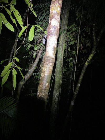 Syzygium graveolens, photographed by Greg Tasney
