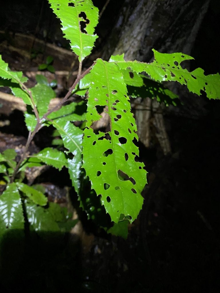 Symplocos paucistaminea, photographed by Greg Tasney