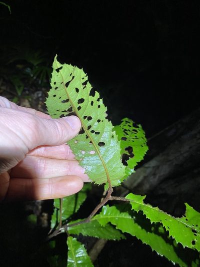 Symplocos paucistaminea, photographed by Greg Tasney