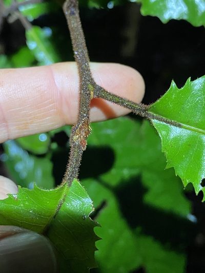 Symplocos paucistaminea, photographed by Greg Tasney