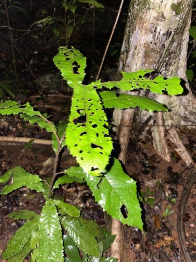 Symplocos paucistaminea, photographed by Greg Tasney