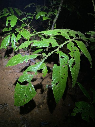 Davidsonia pruriens, photographed by Greg Tasney
