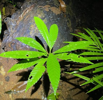 Tetracera nordtiana, photographed by Greg Tasney