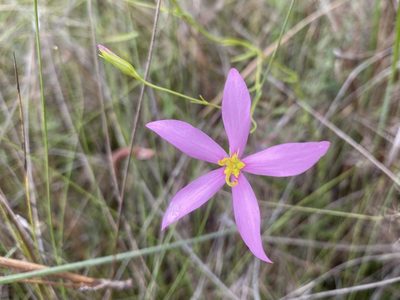 Sabatia grandiflora, photographed by Dwight Kingsbury