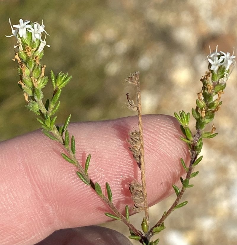 Selago impedita, photographed by Dave U
