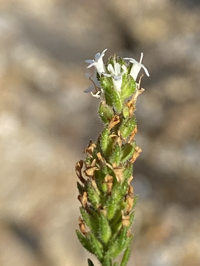 Selago impedita, photographed by Dave U