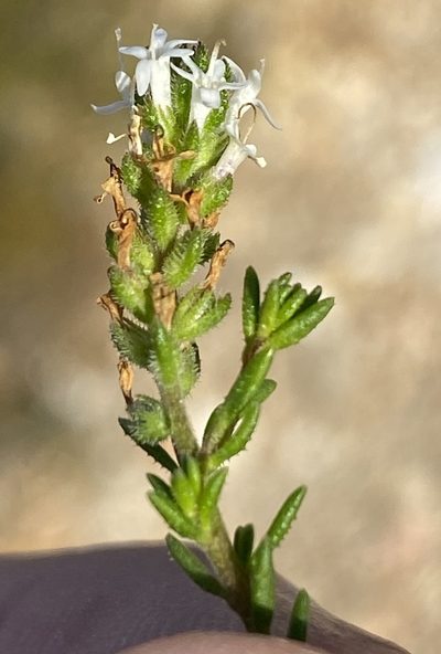 Selago impedita, photographed by Dave U