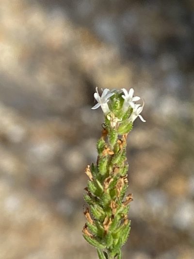 Selago impedita, photographed by Dave U