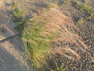 Aristida purpurea, photographed by lejones417