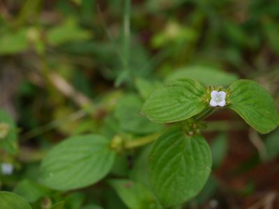 Spermacoce latifolia, photographed by Dinesh Valke