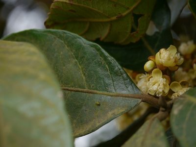 Litsea floribunda, photographed by Dinesh Valke