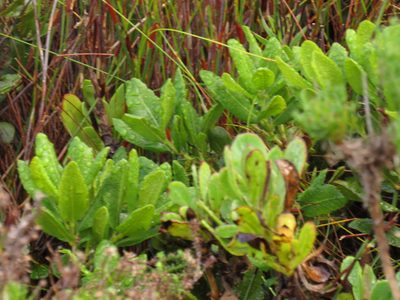 Myrica kraussiana, photographed by Jeremy Gilmore