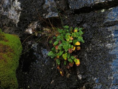 Hermas capitata, photographed by Jeremy Gilmore