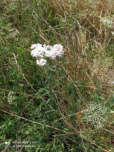 Achillea seidlii, photographed by Radosław Puchałka