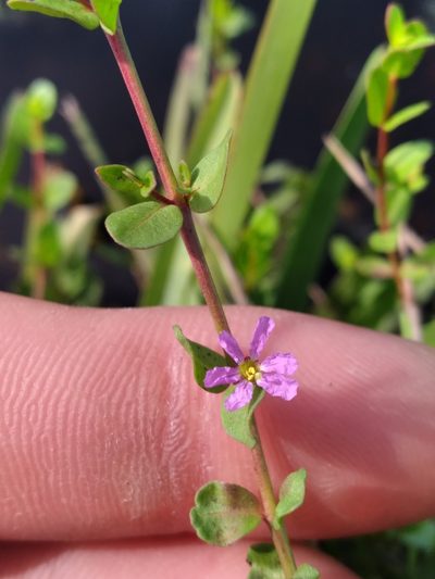 Lythrum flagellare, photographed by Scott Ward