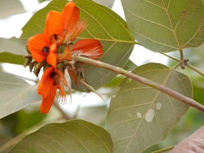 Erythrina subumbrans, photographed by Dinesh Valke