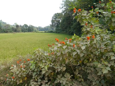 Erythrina subumbrans, photographed by Dinesh Valke