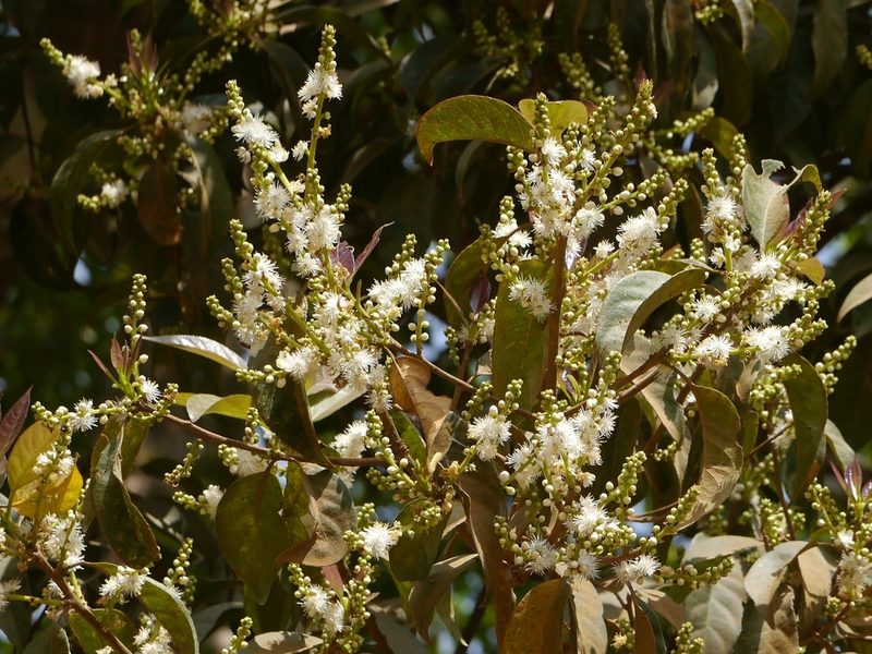 Symplocos acuminata, photographed by Dinesh Valke