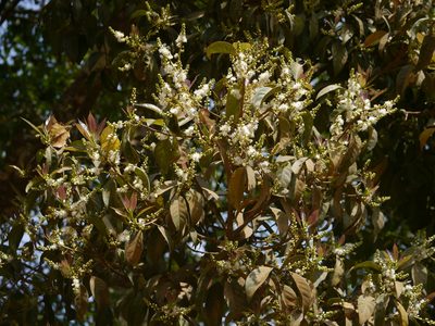 Symplocos acuminata, photographed by Dinesh Valke