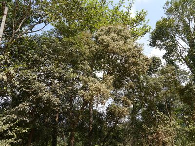 Symplocos acuminata, photographed by Dinesh Valke