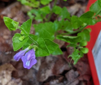Scutellaria cardiophylla, photographed by Megan Kossa