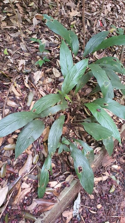 Tacca cristata, photographed by Cheongweei Gan