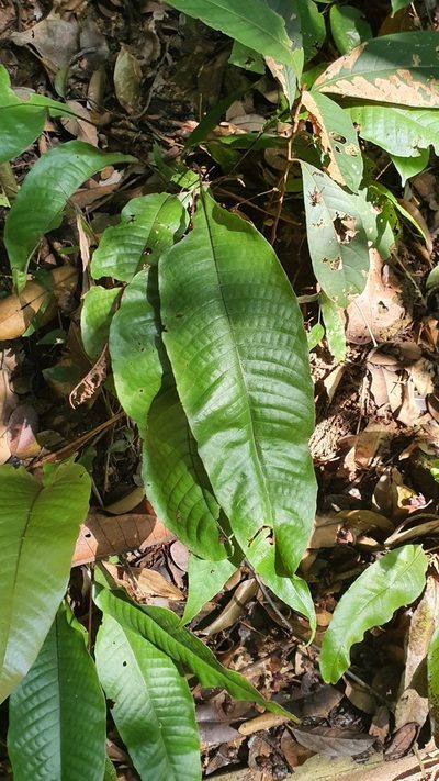 Tectaria singaporiana, photographed by Cheongweei Gan
