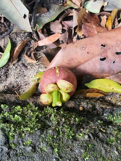 Garcinia mangostana, photographed by Cheongweei Gan