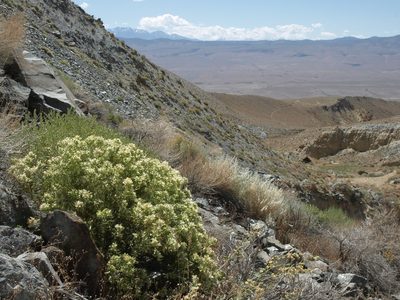 Hecastocleis shockleyi, photographed by Jim Morefield